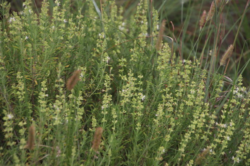 Ocimum angustifolium (Ocimum angustifolium)