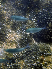 Caranx caballus