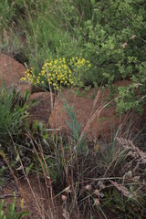 Senecio venosus