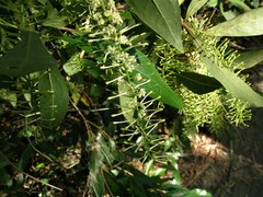 Helicia australasica