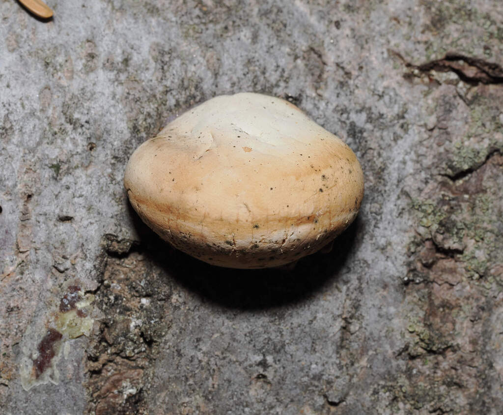 Cryptoporus volvatus · November 2025 · photo: © wendybirds (iNaturalist, cc-by)