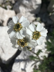 Achillea atrata