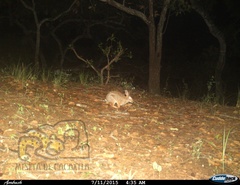 Sylvilagus cunicularius