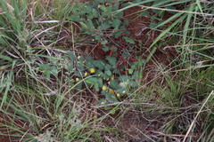 Chamaecrista biensis