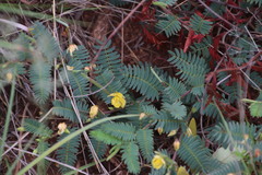 Chamaecrista biensis