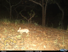 Sylvilagus cunicularius