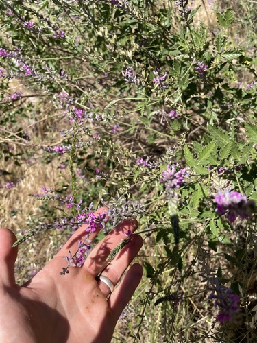 native scurf-pea (Cullen australasicum)