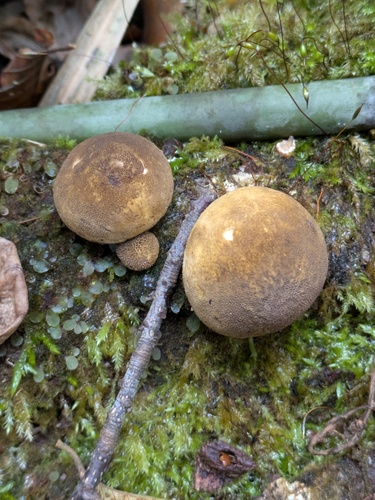 Scleroderma sinnamariense