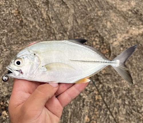 Caranx sexfasciatus, 2025-11-11