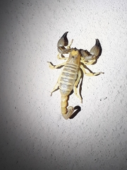 Opistophthalmus