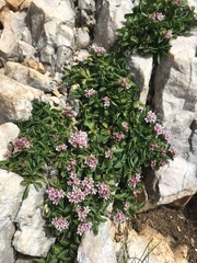 Valeriana supina