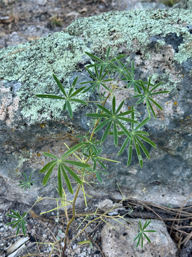 New Mexico Lupine (Lupinus neomexicanus)