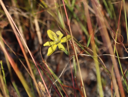 Moraea bituminosa, photograph 5