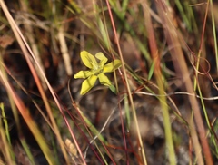 Moraea bituminosa, photograph (c) Tony Rebelo, some rights reserved (CC BY-SA)