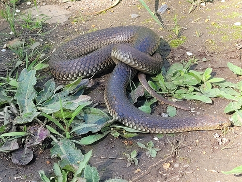 Lowlands Copperhead sighting