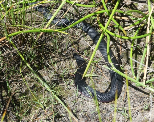 Red-bellied Black Snake sighting