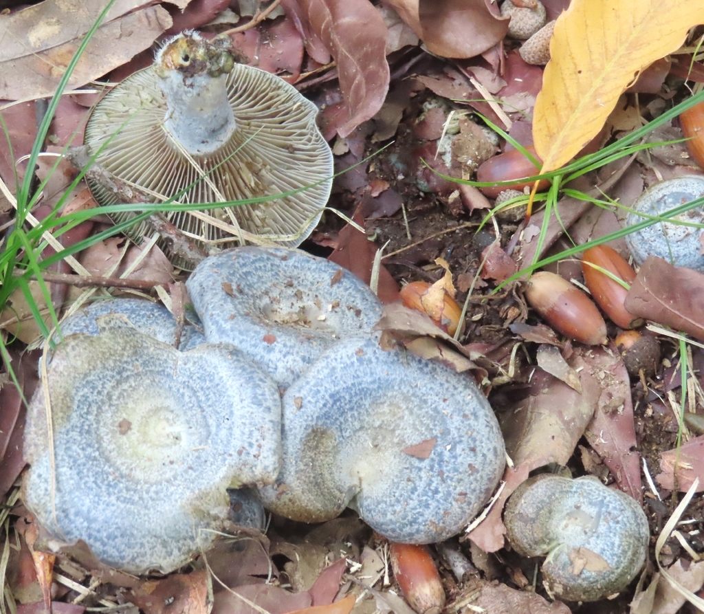 Lactarius subindigo · November 2025 · photo: © mami_t_t (iNaturalist, cc-by)