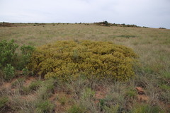 Searsia magalismontana magalismontana