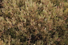 Searsia magalismontana magalismontana