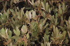 Searsia magalismontana magalismontana
