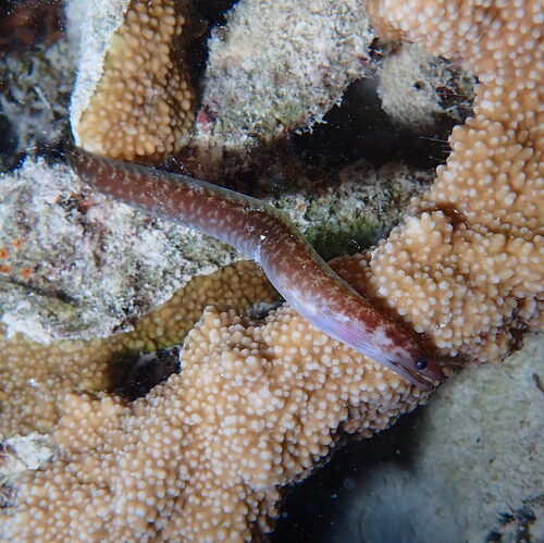 Gymnothorax margaritophorus observed 2025-11-11