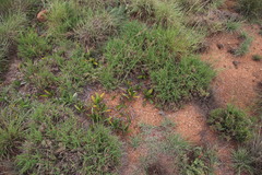 Parinari capensis capensis