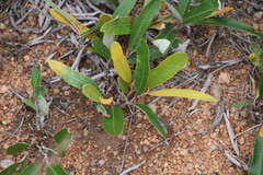 Parinari capensis capensis