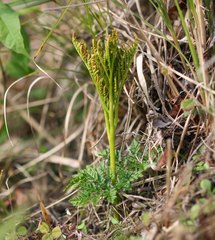 Sceptridium ternatum