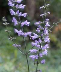 Salvia japonica