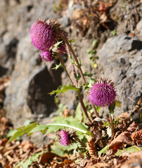 Cirsium purpuratum