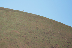 Procapra picticaudata