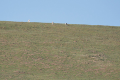 Procapra picticaudata