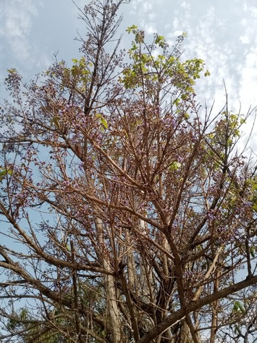 Vitex gigantea, photograph 2