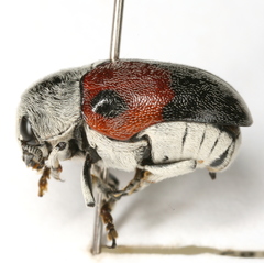 Megalostomis dimidiata