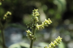 Miconia aeruginosa