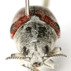 Megalostomis dimidiata