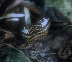 Lexias perdix