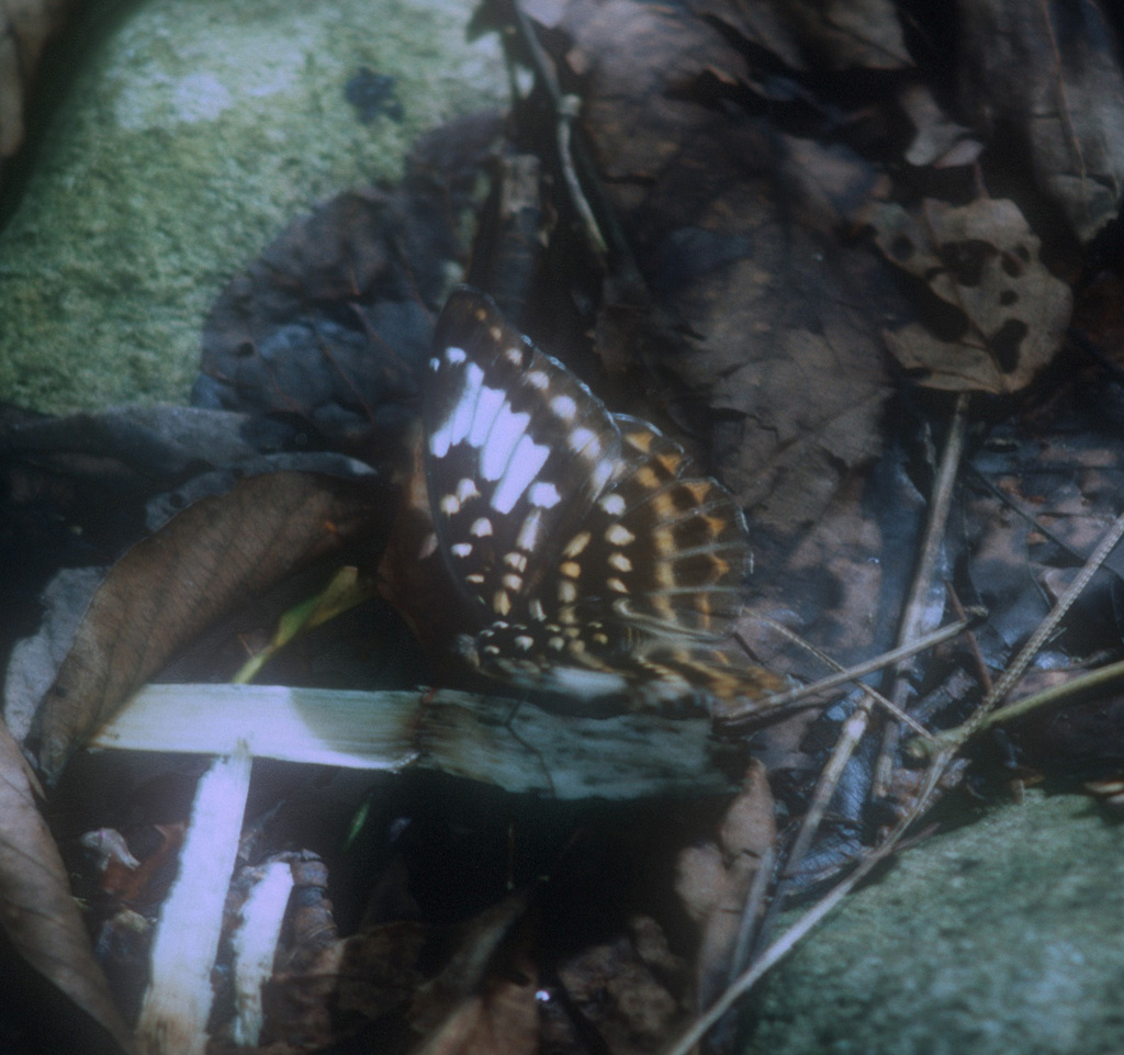 Lexias perdix