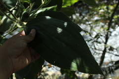 Miconia aeruginosa