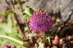 Cirsium purpuratum