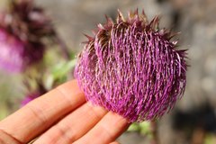 Cirsium purpuratum