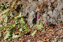 Cirsium purpuratum