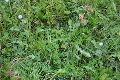 Taraxacum acutangulum