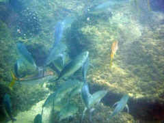 Mulloidichthys dentatus