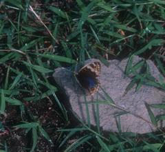 Junonia orithya minagara