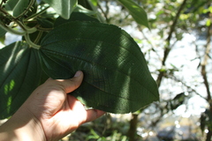 Miconia aeruginosa
