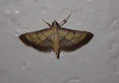 Cnaphalocrocis patnalis