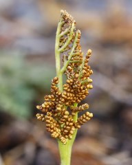 Sceptridium ternatum