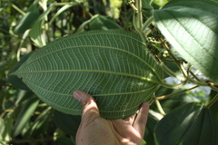 Miconia aeruginosa