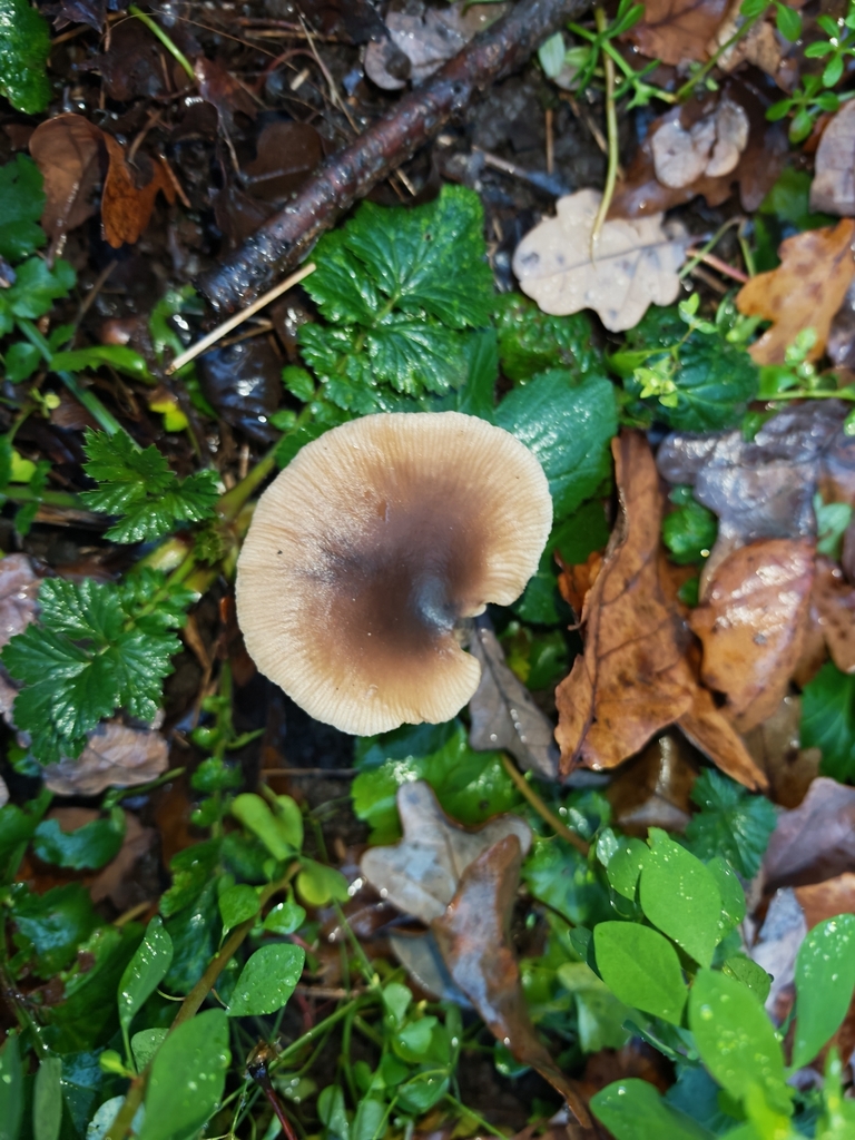 Pseudoclitocybe cyathiformis · November 2025 · photo: © p_andrey (iNaturalist, cc-by-nc)